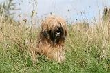 TERRIER DU TIBET 184
